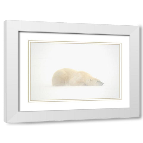 Canada-Manitoba-Churchill Polar bear sleeping on snow in fog White Modern Wood Framed Art Print with Double Matting by Jaynes Gallery