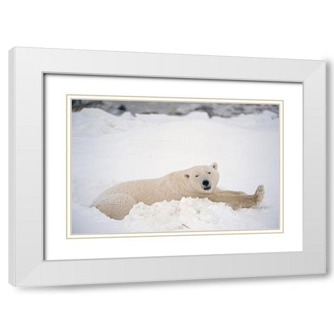 Canada-Manitoba-Churchill Polar bear resting in snow White Modern Wood Framed Art Print with Double Matting by Jaynes Gallery