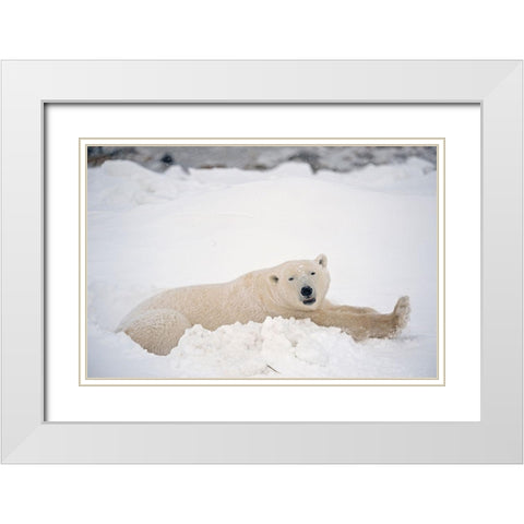 Canada-Manitoba-Churchill Polar bear resting in snow White Modern Wood Framed Art Print with Double Matting by Jaynes Gallery