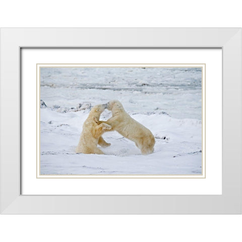 Canada-Manitoba-Churchill Young polar bears sparring White Modern Wood Framed Art Print with Double Matting by Jaynes Gallery