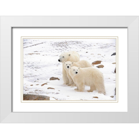 Canada-Manitoba-Churchill Mother polar bear and two cubs White Modern Wood Framed Art Print with Double Matting by Jaynes Gallery