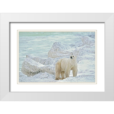 Canada-Manitoba-Churchill Polar bear on rocky frozen tundra White Modern Wood Framed Art Print with Double Matting by Jaynes Gallery