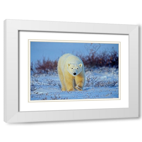 Canada-Manitoba-Churchill Polar bear walking on frozen tundra White Modern Wood Framed Art Print with Double Matting by Jaynes Gallery