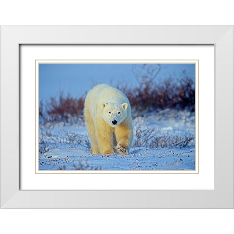Canada-Manitoba-Churchill Polar bear walking on frozen tundra White Modern Wood Framed Art Print with Double Matting by Jaynes Gallery