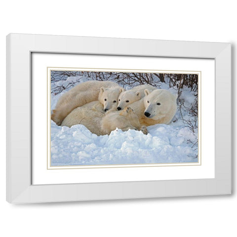 Canada-Manitoba-Churchill Mother polar bear with two cubs resting in snowbank at sunset White Modern Wood Framed Art Print with Double Matting by Jaynes Gallery
