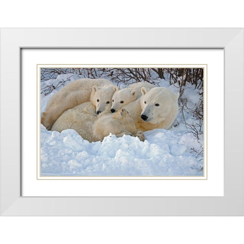 Canada-Manitoba-Churchill Mother polar bear with two cubs resting in snowbank at sunset White Modern Wood Framed Art Print with Double Matting by Jaynes Gallery
