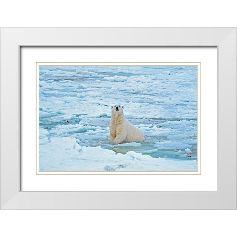 Canada-Manitoba-Churchill Polar bear in icy water White Modern Wood Framed Art Print with Double Matting by Jaynes Gallery