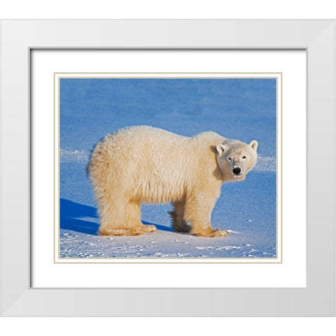 Canada-Manitoba-Churchill Polar bear standing on frozen tundra White Modern Wood Framed Art Print with Double Matting by Jaynes Gallery
