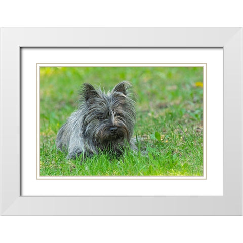 Canada-Manitoba-Winnipeg Pedigree Cairn terrier female close-up White Modern Wood Framed Art Print with Double Matting by Jaynes Gallery