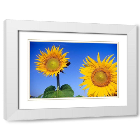 Canada-Manitoba-Altona Close-up of sunflowers White Modern Wood Framed Art Print with Double Matting by Jaynes Gallery