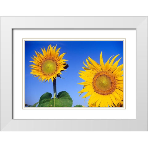 Canada-Manitoba-Altona Close-up of sunflowers White Modern Wood Framed Art Print with Double Matting by Jaynes Gallery