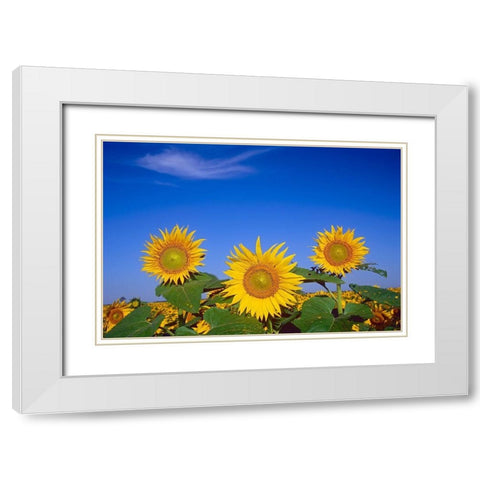 Canada-Manitoba-Altona Close-up of sunflowers White Modern Wood Framed Art Print with Double Matting by Jaynes Gallery