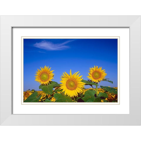 Canada-Manitoba-Altona Close-up of sunflowers White Modern Wood Framed Art Print with Double Matting by Jaynes Gallery