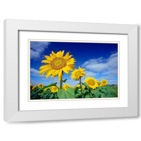 Canada-Manitoba-Altona Close-up of sunflowers White Modern Wood Framed Art Print with Double Matting by Jaynes Gallery