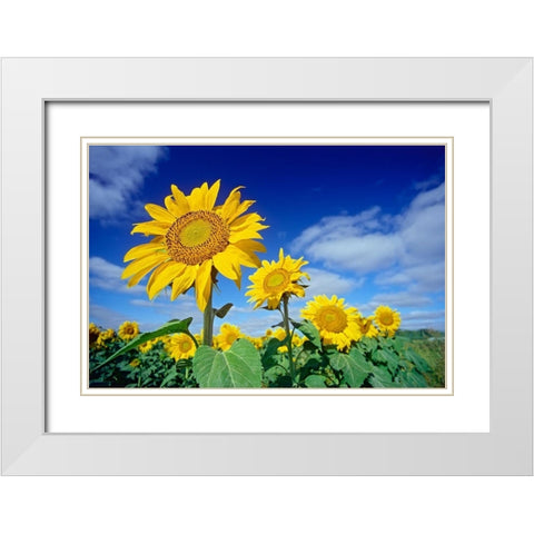 Canada-Manitoba-Altona Close-up of sunflowers White Modern Wood Framed Art Print with Double Matting by Jaynes Gallery