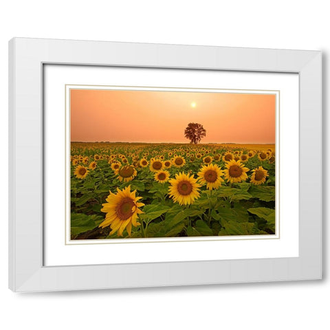 Canada- Manitoba- Dugald. Field of sunflowers and cottonwood tree at sunset. White Modern Wood Framed Art Print with Double Matting by Jaynes Gallery