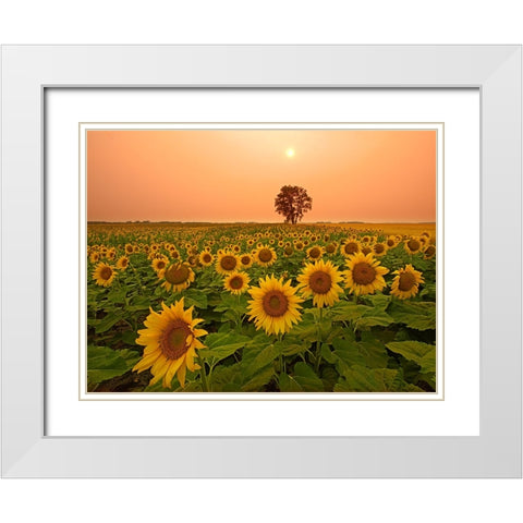 Canada- Manitoba- Dugald. Field of sunflowers and cottonwood tree at sunset. White Modern Wood Framed Art Print with Double Matting by Jaynes Gallery