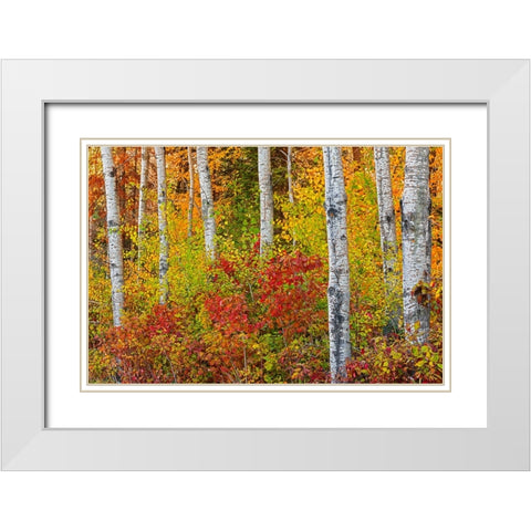 Canada- Manitoba. Autumn colors Hecla-Grindstone Provincial Park. White Modern Wood Framed Art Print with Double Matting by Jaynes Gallery