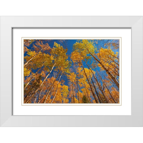 Canada- Manitoba- Duck Mountain Provincial Park. Yellow aspen trees leaves in autumn. White Modern Wood Framed Art Print with Double Matting by Jaynes Gallery