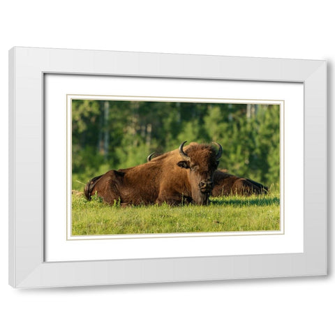 Canada- Manitoba- Riding Mountain National Park. Plains bison adults resting in grass. White Modern Wood Framed Art Print with Double Matting by Jaynes Gallery