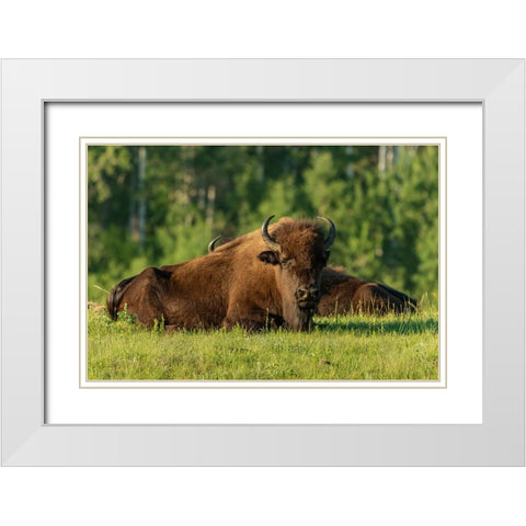 Canada- Manitoba- Riding Mountain National Park. Plains bison adults resting in grass. White Modern Wood Framed Art Print with Double Matting by Jaynes Gallery