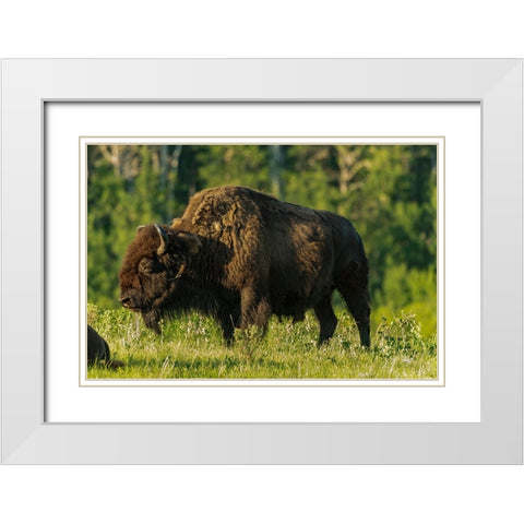 Canada- Manitoba- Riding Mountain National Park. Plains bison adult standing in grass. White Modern Wood Framed Art Print with Double Matting by Jaynes Gallery
