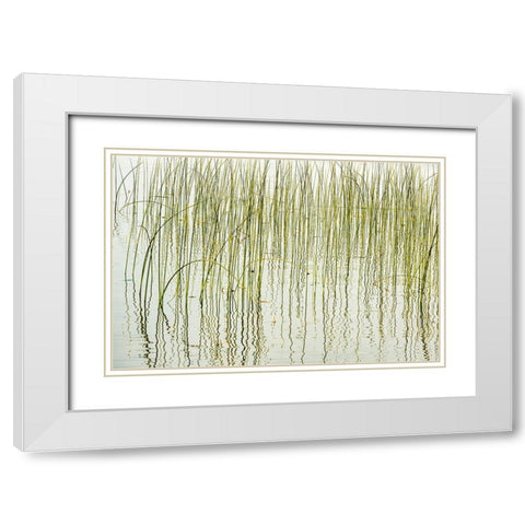 Canada- Manitoba- Wekusko Falls Provincial Park. Reeds reflect patterns in Wekusko Lake. White Modern Wood Framed Art Print with Double Matting by Jaynes Gallery