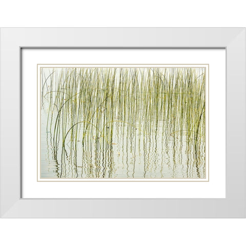 Canada- Manitoba- Wekusko Falls Provincial Park. Reeds reflect patterns in Wekusko Lake. White Modern Wood Framed Art Print with Double Matting by Jaynes Gallery