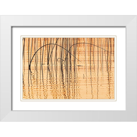 Canada- Manitoba- Wekusko Falls Provincial Park. Reeds reflect patterns in Wekusko Lake. White Modern Wood Framed Art Print with Double Matting by Jaynes Gallery