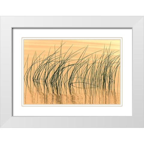 Canada- Manitoba- Wekusko Falls Provincial Park. Reeds reflect patterns in Wekusko Lake. White Modern Wood Framed Art Print with Double Matting by Jaynes Gallery