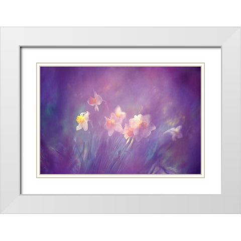 Canada, New Brunswick Abstract of daffodils White Modern Wood Framed Art Print with Double Matting by Needle, Charles
