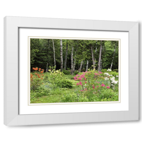 Canada, New Brunswick, garden and forest White Modern Wood Framed Art Print with Double Matting by Anon, Ellen