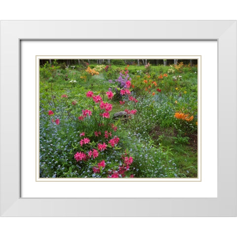 Canada, New Brunswick, Beautiful garden flowers White Modern Wood Framed Art Print with Double Matting by Anon, Ellen