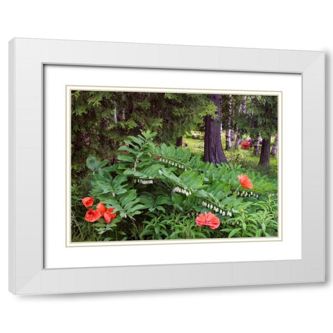 Canada, New Brunswick Wildflowers White Modern Wood Framed Art Print with Double Matting by Anon, Ellen