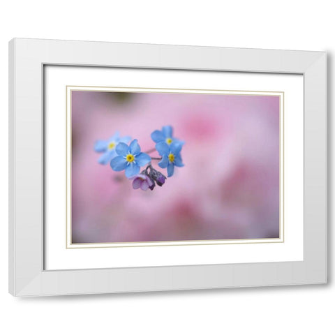 Canada, New Brunswick Forget-me-not flowers White Modern Wood Framed Art Print with Double Matting by Anon, Ellen
