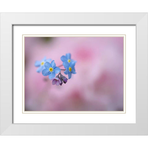 Canada, New Brunswick Forget-me-not flowers White Modern Wood Framed Art Print with Double Matting by Anon, Ellen