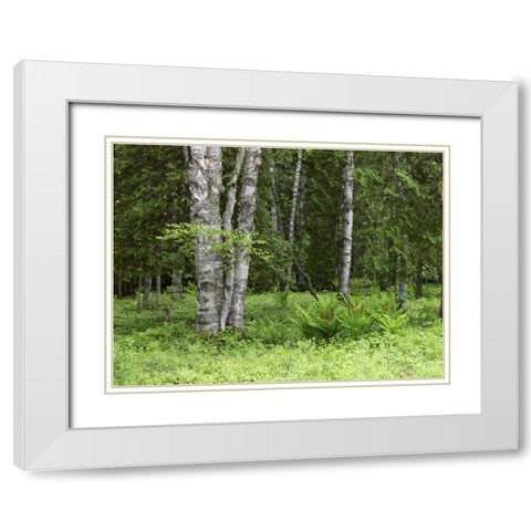 Canada, New Brunswick Forest scenic White Modern Wood Framed Art Print with Double Matting by Anon, Ellen