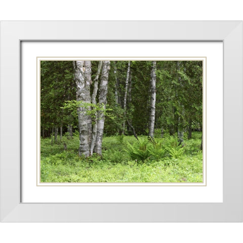 Canada, New Brunswick Forest scenic White Modern Wood Framed Art Print with Double Matting by Anon, Ellen