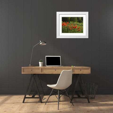 Canada, New Brunswick Poppies and forest White Modern Wood Framed Art Print with Double Matting by Anon, Ellen