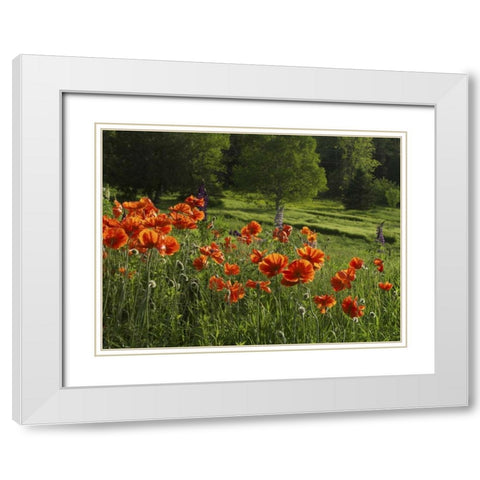 Canada, New Brunswick Poppies and forest White Modern Wood Framed Art Print with Double Matting by Anon, Ellen
