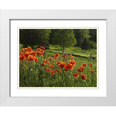Canada, New Brunswick Poppies and forest White Modern Wood Framed Art Print with Double Matting by Anon, Ellen
