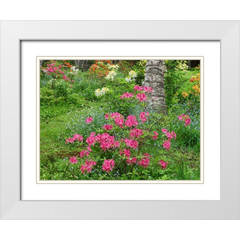 Canada, New Brunswick, Garden flowers White Modern Wood Framed Art Print with Double Matting by Anon, Ellen
