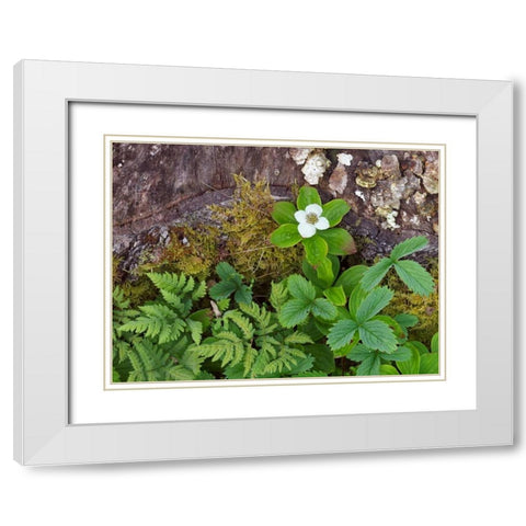 Canada, New Brunswick Plants on forest floor White Modern Wood Framed Art Print with Double Matting by Anon, Ellen