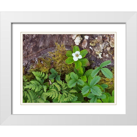 Canada, New Brunswick Plants on forest floor White Modern Wood Framed Art Print with Double Matting by Anon, Ellen