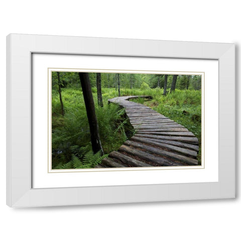 Canada, New Brunswick Log walkway in forest White Modern Wood Framed Art Print with Double Matting by Anon, Ellen