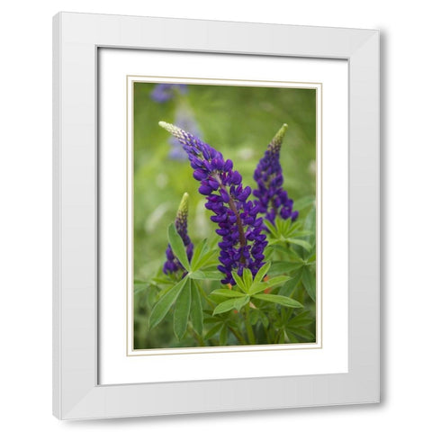 Canada, New Brunswick Lupine flowers White Modern Wood Framed Art Print with Double Matting by Anon, Ellen