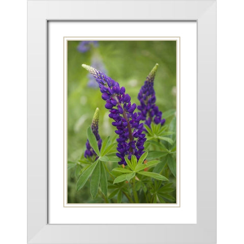 Canada, New Brunswick Lupine flowers White Modern Wood Framed Art Print with Double Matting by Anon, Ellen