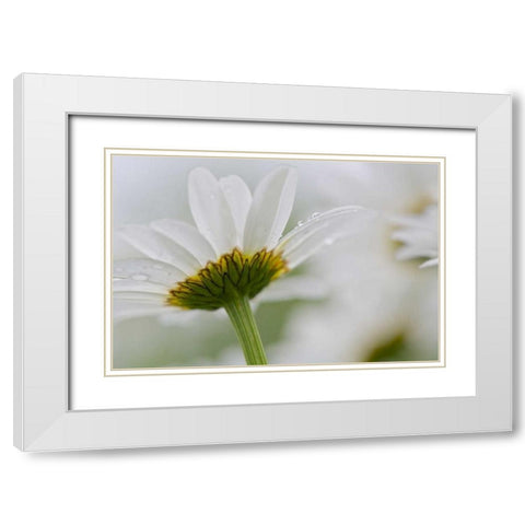 Canada, New Brunswick Daisy flower White Modern Wood Framed Art Print with Double Matting by Anon, Ellen