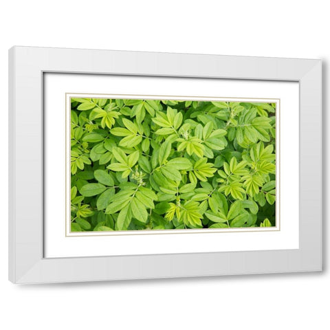 Canada, New Brunswick Leafy vegetation White Modern Wood Framed Art Print with Double Matting by Anon, Ellen