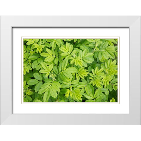 Canada, New Brunswick Leafy vegetation White Modern Wood Framed Art Print with Double Matting by Anon, Ellen
